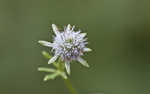 Blueflower eryngo